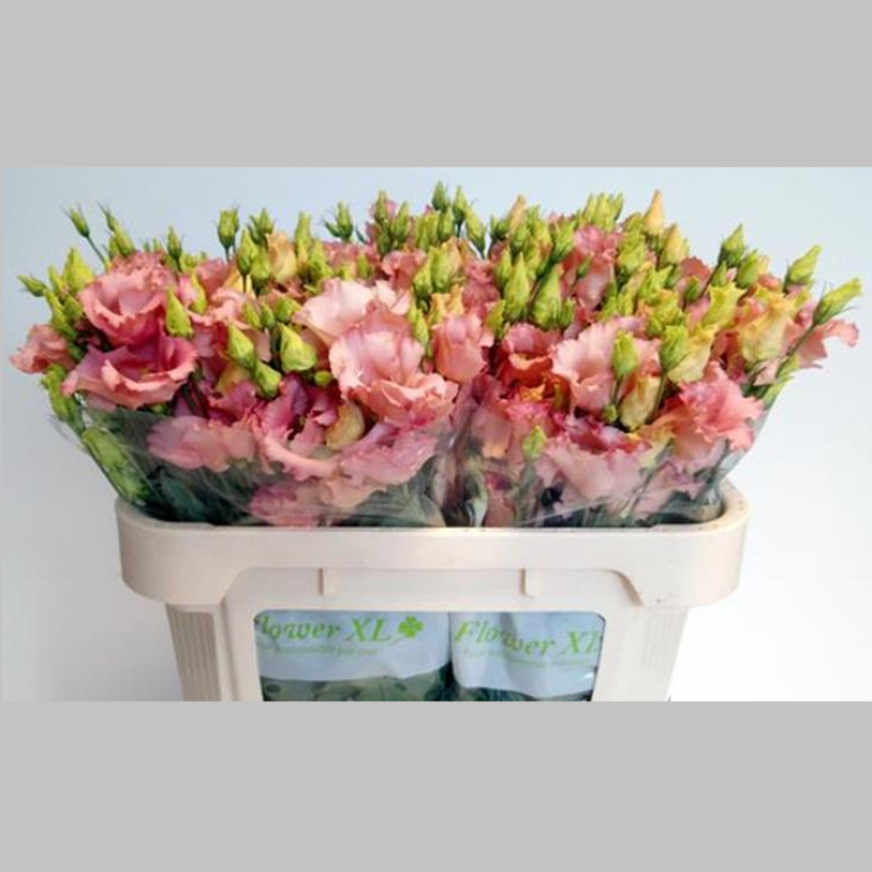 Eustoma Roz, 72 cm, Pachet (10 buc.)  